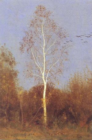 birch tree